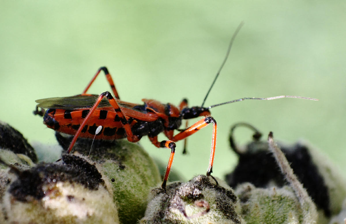 Rhynocoris - iracundus o rubricus ?